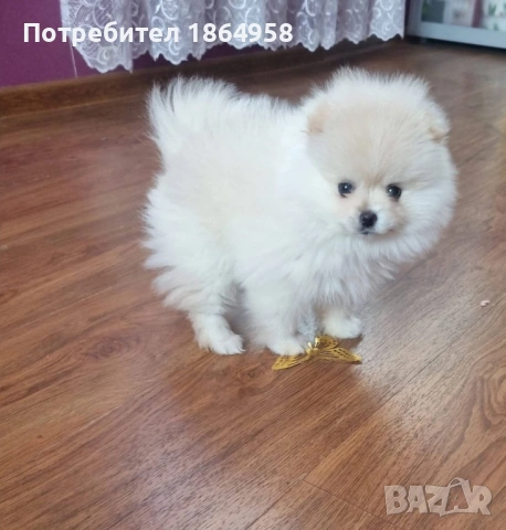 БЕБЕТА ПОМЕРАН Доставка, снимка 5 - Померан - 54179579