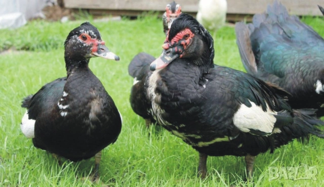 оплодени и проверени Яйца ПАТИЦА -Разплодни яйца за люпене от НЕМИ Патки порода Мускусна Турска, снимка 11 - Кокошки и пуйки - 54196551