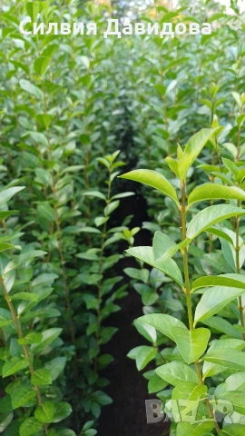 Лигуструм 0.30е гол корен за жив плет, снимка 5 - Градински цветя и растения - 53691559