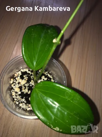 Hoya Quinquenervia , снимка 1 - Стайни растения - 47184733