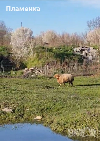 Продавам овен, снимка 3 - Овце - 54179646