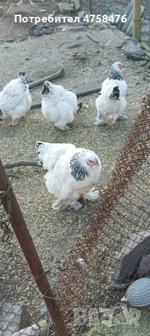 яйца за лепене от Колумбийска брама , снимка 3 - Кокошки и пуйки - 54178604