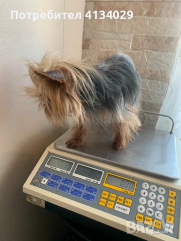 Супер мини Йорки мъжки 1,5 кг, снимка 3 - Йоркширски териер - 53228272