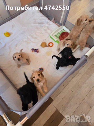 Кученца за трюфел, снимка 4 - Кокер шпаньол - 53535610