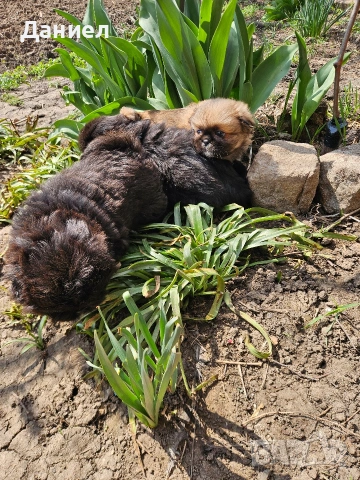 пекинези, снимка 13 - Пекинез - 53982097