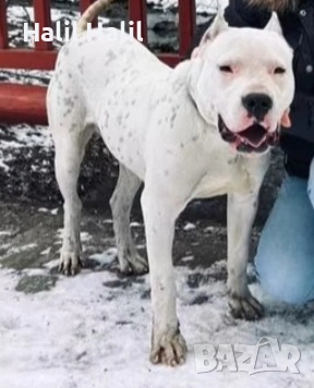 Продавам Дого Аржентино 