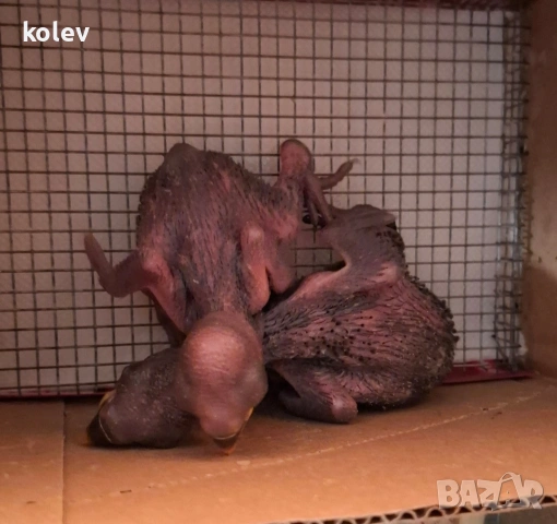 Папагали Еклектус бебета 