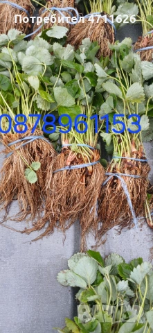 Разсад ягоди и малини , снимка 13 - Разсади - 53133393