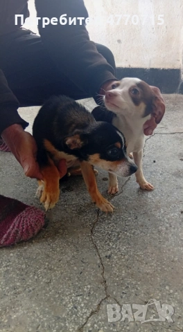 гр.Сливен с.Желю.Войвода, снимка 2 - Пинчер - 53899459