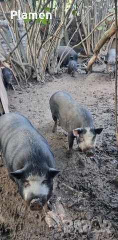 продавам виетнамски прасета