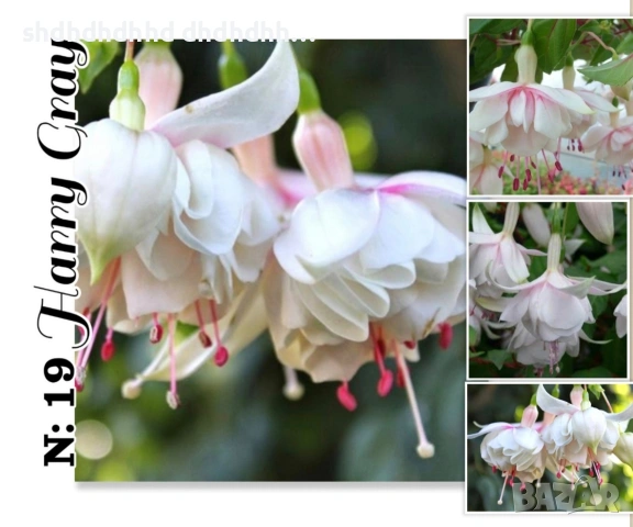 Фуксия многодишна Каскадна , снимка 10 - Градински цветя и растения - 54270811