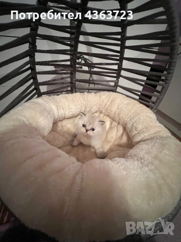 Британски късокосмести, снимка 8 - Британска късокосместа - 54171796