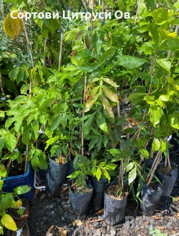 Сладоледен боб - Ice Cream Bean (Inga edulis), снимка 2 - Градински цветя и растения - 52404406