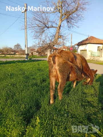 Стелна крава в 9мс