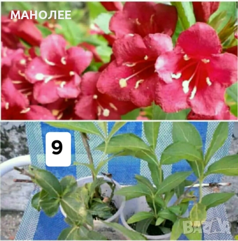 15 вида цветя и растения, снимка 10 - Градински цветя и растения - 51604084