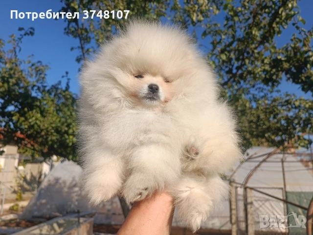 Померан/Померани, снимка 6 - Померан - 52920016