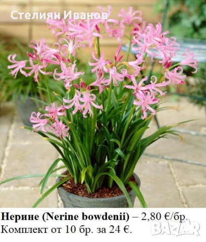 Нерине (Nerine bowdenii) – луковици