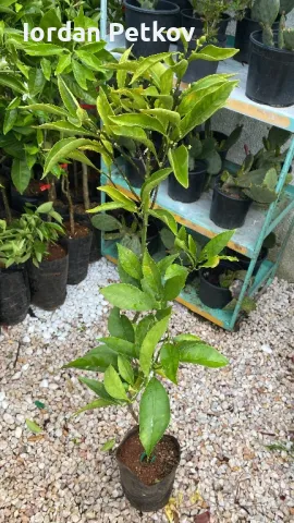 Цитруси Портокал , Мандарина , Лимон, снимка 3 - Стайни растения - 46164092