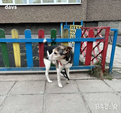 Добродушен Mладеж Tърси Дом, снимка 5 - Други - 53994566