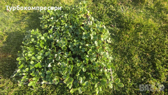 Предлагам разсад целогодишни ягоди сорт Албион , снимка 3 - Разсади - 53737534