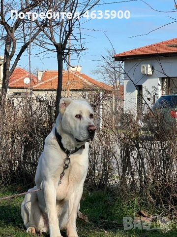 САО момиче на 57 дни., снимка 14 - Алабай - 54113727