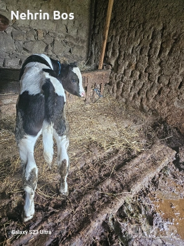 misko tele , снимка 2 - Крави - 53923907