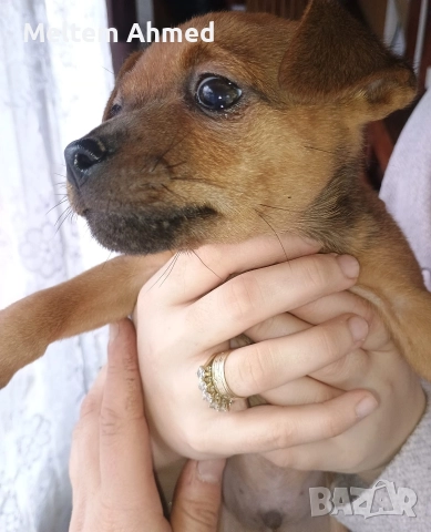 Продавам мъжки пинчер с ваксина и паспорт , снимка 5 - Пинчер - 52391861