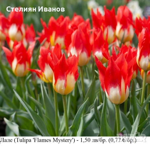 СОРТОВИ ЛАЛЕТА – ЛУКОВИЦИ - част 1, снимка 6 - Сортови семена и луковици - 52372815