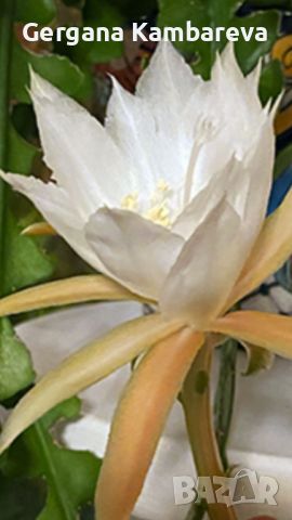 Epiphyllum anguliger , снимка 3 - Стайни растения - 46749744