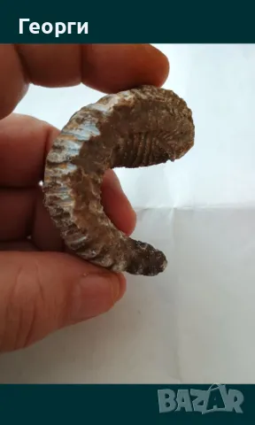 Фосил стрида, снимка 9 - Други ценни предмети - 50110044