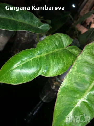 Philodendron Paraiso Verde , снимка 5 - Стайни растения - 47570818