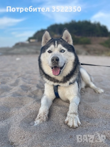 Бебета порода сибирско хъски –  за резервации , снимка 11 - Хъски - 53287534
