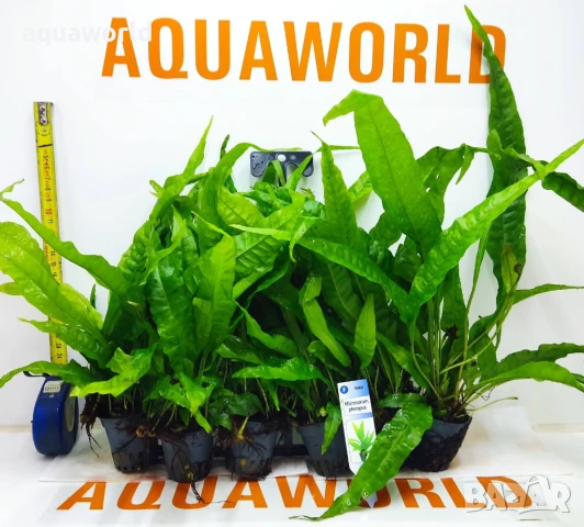 "ПРОМОЦИЯ" Микрозорум (Microsorum pteropus)