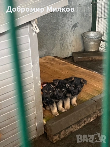 Продавам Немски Овчарки, снимка 7 - Немска овчарка - 53508248