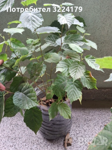 Разсад лешници - Римски, Ран Трапезундски