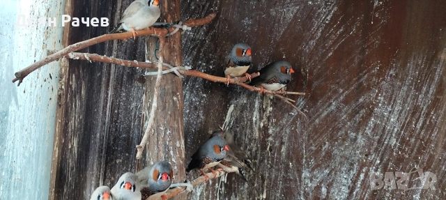 амадини ДЖЪМБО ИЗЛОЖБЕНИ амадини УНГАРСКА ЛИНИЯ ЗЕБРОВИ АМАДИНИ, снимка 11 - Амадини - 53658164
