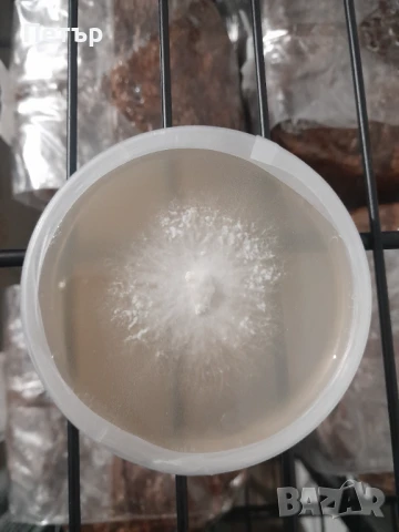 Домашно отгледани гъби Лъвска грива | Fresh Lion's Mane Mushrooms, снимка 8 - Домашни продукти - 51071668