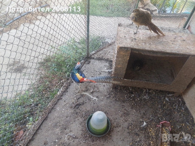 Диамантени и жълтозлатни праскова фазани, снимка 6 - други­ - 51654460