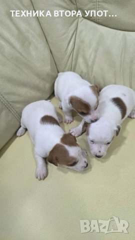 джак ръсел териер 3 броя женски, снимка 2 - Джак ръсел териер - 52885801