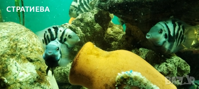 Зебровидни Цихлиди чифтове, снимка 7 - Рибки - 52284385