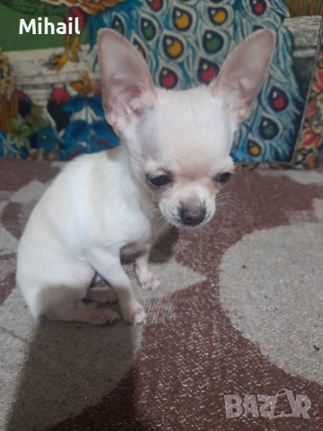 Продавам чихуахуа, снимка 3 - Чихуахуа - 52654005