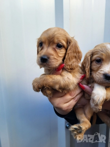 Продавам кокер шпаньоли