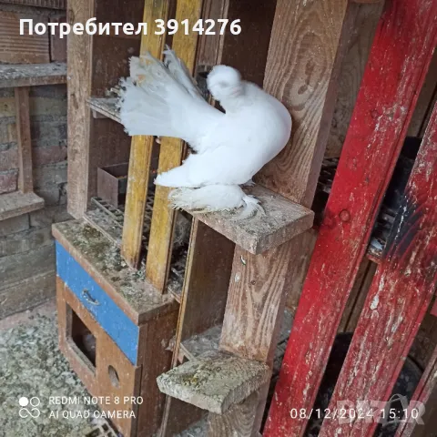 продавам гълъби , руски , въртящи , спортни , снимка 1 - Гълъби - 48274190