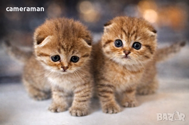 Шотландски котета готови за гушкане, снимка 4 - Британска късокосместа - 53483593