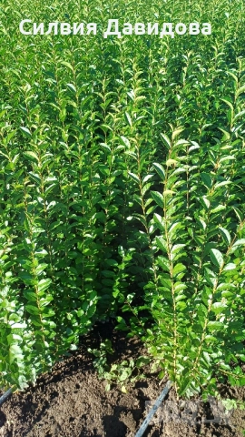 0.70лв. Лигуструм на гол корен, снимка 8 - Градински цветя и растения - 52189521