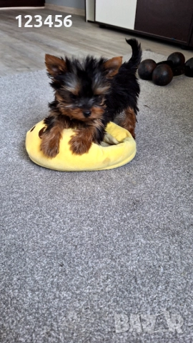 Мини йорки момченце , снимка 2 - Йоркширски териер - 52174241