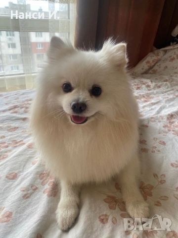 Померан/немски шпиц за разплод 