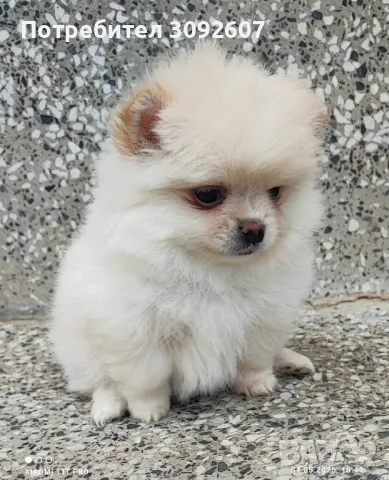 Померан момчета , снимка 1
