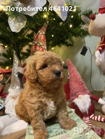 Мини пудел, снимка 4 - Пудели - 52974033