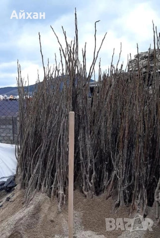 Първокачествени орехови фиданки Фернет, Франкет, Фернор, Чандлър, снимка 2 - Разсади - 52581268